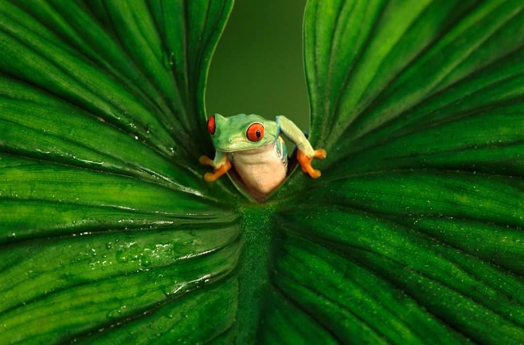 Discoveryさんのインスタグラム写真 - (DiscoveryInstagram)「Emerging from the weekend. 🐸 . . . . . #RedEyedTreeFrog #adventure #travel #nature #photography #Monday #potd #frog #nature #wildlifeIG #mondaymotivation #TreeFrog」4月29日 20時34分 - discovery