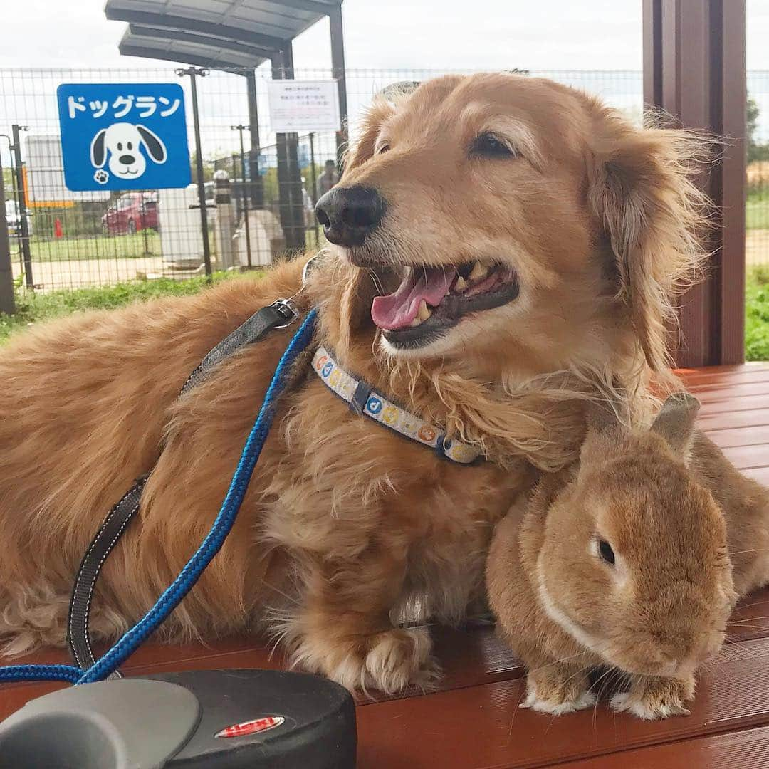 Chieko Shibutaさんのインスタグラム写真 - (Chieko ShibutaInstagram)「たろー🐶＆うじゃこ🐰 地方🌤 GWさんぽ🌱 プチ🚗💨 🅿️休憩中^_^ たろー！ 大好きな ドライブ🚗💨 ご機嫌ですね❤️ 沢山の🐶🐶🐶🐶🐶 緊張気味の🐰💦✨ 💕✨🐶🍀🐰✨💕 #dachshund #dachshunds #dachshundlove #dog #dogs #doglove #instadog #instagram #instagood #pet #pets #petsagram #cute #cutepe #cutepet #cutedog #cuteanimals #likes #09076999576 happy #smile #rabbit #ラビット #ミニュチュア #ミニュチュアダックス  #ミニュチュアダックスフント #うさぎ部 #うさぎ #ダックス #ダックスフンドロングヘアー#ねざーらんどわーふ」4月29日 20時34分 - chieko.81