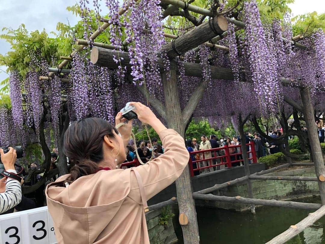 フジテレビ「プライムニュース イブニング」さんのインスタグラム写真 - (フジテレビ「プライムニュース イブニング」Instagram)「ゴールデンウィークいかがお過ごしですか？⠀ 今日は東京・亀戸天神からお天気をお伝えしました。藤の花が見頃で、いい香りがただよっていました！⠀ ⠀  #酒井千佳 @sakaichikaaaa⠀ #ひとこと日記⠀ #ライブニュースイット⠀ #フジテレビ」4月29日 20時42分 - livenews_it