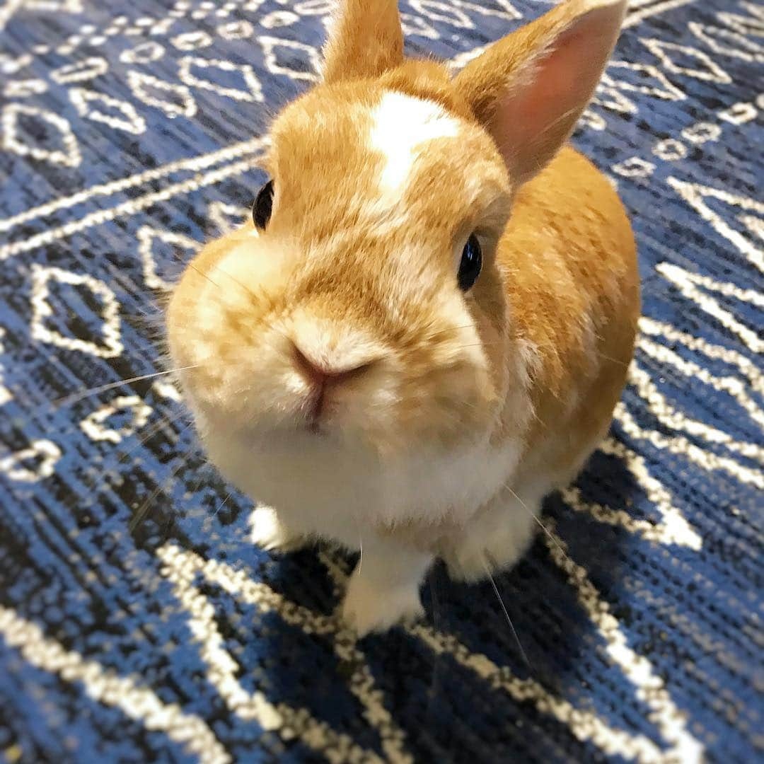 BUNNY?TUNA? さんのインスタグラム写真 - (BUNNY?TUNA? Instagram)「2019/4/29🕺 奥さんも子供も実家に帰っちゃったからツナと男2人っきり🌞 . #男2人#留守番 #ネザーランドドワーフ#ツナ#TUNA#うさぎ#ふわもこ部#うさぎ部#うさぎのしっぽ#ペット#netherlanddwarf#bunnystagram#rabbit#lapin#cutebunny#bunnylove#bunnies#pet#petgram#rabbitstagram#japan#kawaii#weeklyfluff#cutepetclub#instapets#instabunnies#animallovers @junkuwana55」4月29日 20時57分 - bunny_tuna