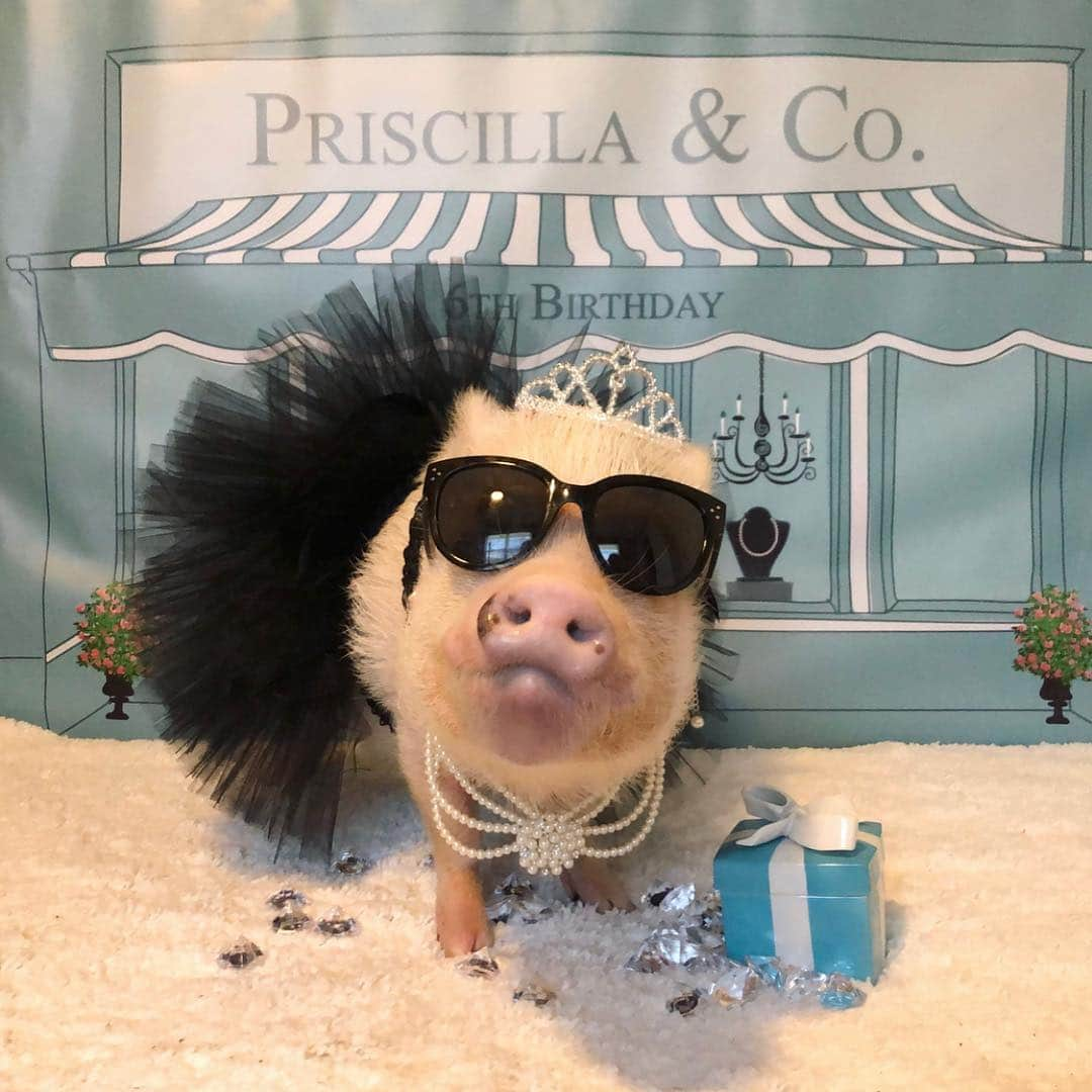 Priscilla and Poppletonさんのインスタグラム写真 - (Priscilla and PoppletonInstagram)「IT’S MY BIRTHDAY! “Happy girls are the prettiest!” - Audrey Hepburn 🕶🐷👗 . I am so happy that it’s my birthday! We stopped and got donuts for my first grade friends on the way to school, and I’m inviting my family to “Breakfast at Priscilla’s” tonight.🍩💍I am so piggy excited. I still can’t believe I’m six. You know what that means, don’t you? I’m going to be a legit first grader next year. SQUEAL!!! Lots of pics and stories coming today, so stay tuned.🐷🎂🎈#happybdayprissypig #priscillaandco #breakfastatpriscillas #audreyhepburn #prissyturns6 #PrissyandPop」4月29日 20時53分 - prissy_pig