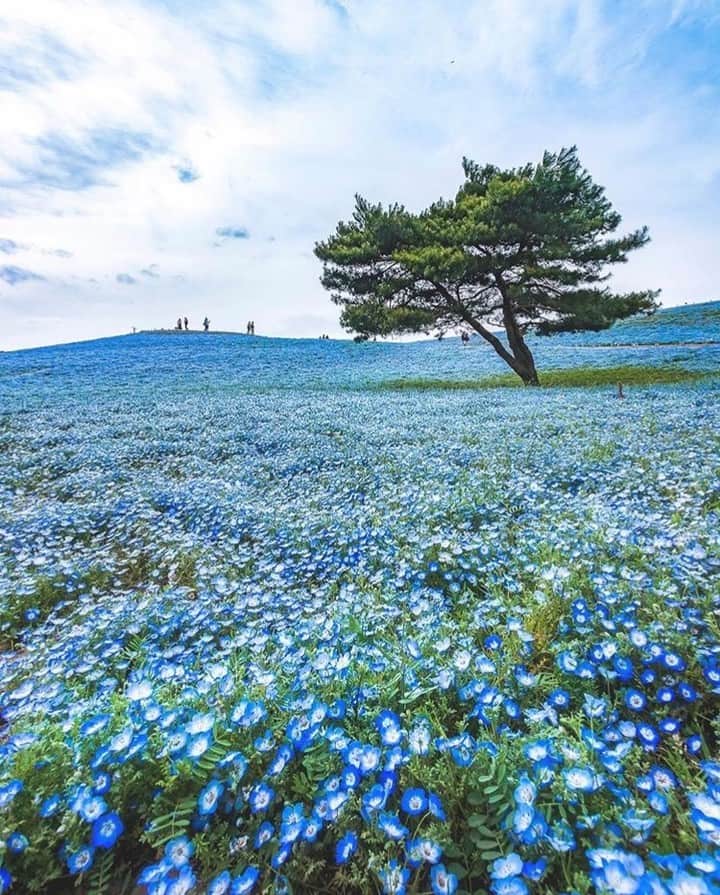 Shangri-La Hotel, Tokyoのインスタグラム