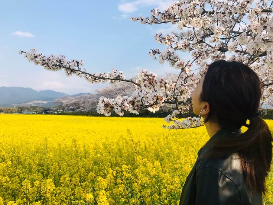 松井絵里奈さんのインスタグラム写真 - (松井絵里奈Instagram)「色んな場所で、可愛い色鮮やかなお花がたくさん咲いていて、お散歩がとても楽しいです❣️ 桜に菜の花にツツジ。 はっ！としました☺️🙌🏻 ゆったり過ごす時間の中で 自然に触れて元気を取り戻していました♪ ゴールデンウィーク🌱 みなさんは、 どんな風に過ごしますか？？ ・ 約1ヶ月程お休みしていた FiNCライブ5月から再開します♡ 5月は、1日水曜日21:00〜、 3日金曜日19:00〜、 8日水曜日21:00〜、 10日金曜日19:00〜、 15日水曜日21:00〜、 22日水曜日21:00〜、 24日金曜日19:00〜、 29日水曜日21:00〜、 31日金曜日19:00〜生配信させていただく予定です😊🙏🏻 お時間ありましたら、FiNCアプリからか、FiNCのInstagramからか、 わたしのInstagramから。 ご覧くださいませ♪ #春#菜の花#お花が好き  #FiNCライブ#ライブ#生配信 #松井絵里奈」4月29日 21時26分 - erina74xx