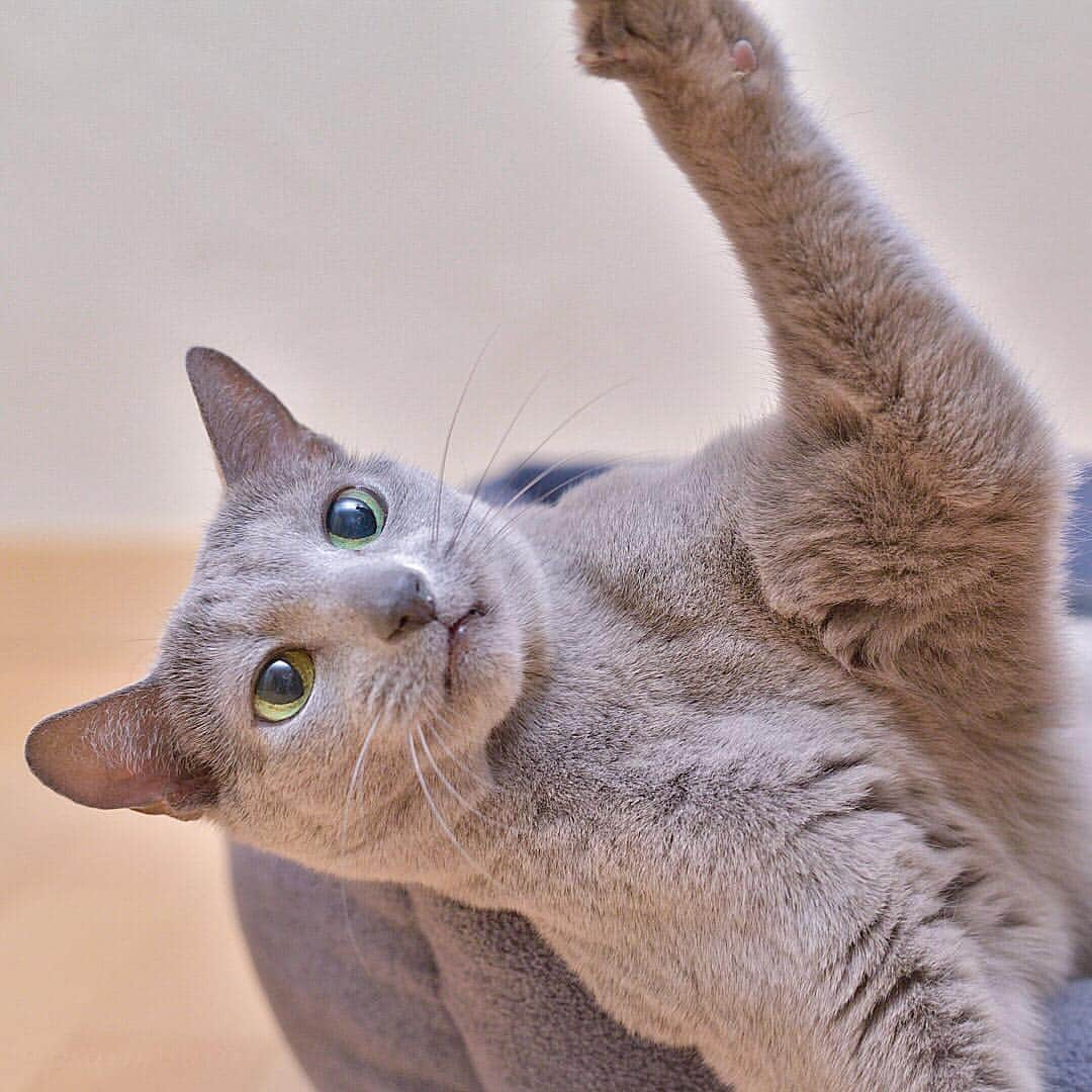 ❤?❤❤❤ Sayo ??❤?❤️❤️❤️のインスタグラム：「★ Happy Monday 😺★. オィ〜ス!みんな元気にゃか？😺. 10連休も3日目、予想外に寒くて風邪ひきそうな人も多いのでは⁈明日明後日は雨らしいのでボクちゃんはパパママに遊んでもらうにゃ😸👍🏻💖」