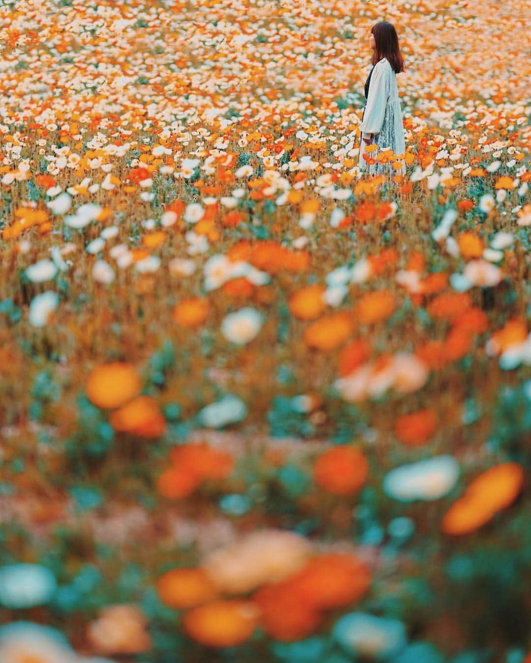 wacameraのインスタグラム：「#poppys 久しぶりの万博公園はポピーシーズン。そういえば去年も @fuka_09 ちゃんをモデルに撮影したなぁなんて思いながら楽しい飲み会で酔っ払って駅を7駅も乗り過ごしました。冷たい雨に打たれ酔いがすっかり冷めましたとさ( ●´◡`● )」