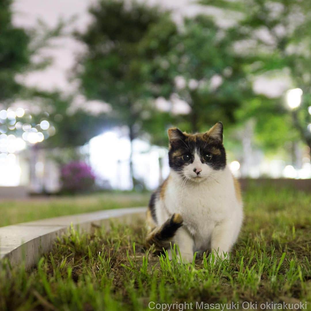 Masayukiさんのインスタグラム写真 - (MasayukiInstagram)「大きい黒目。  #cat #ねこ」4月29日 22時07分 - okirakuoki