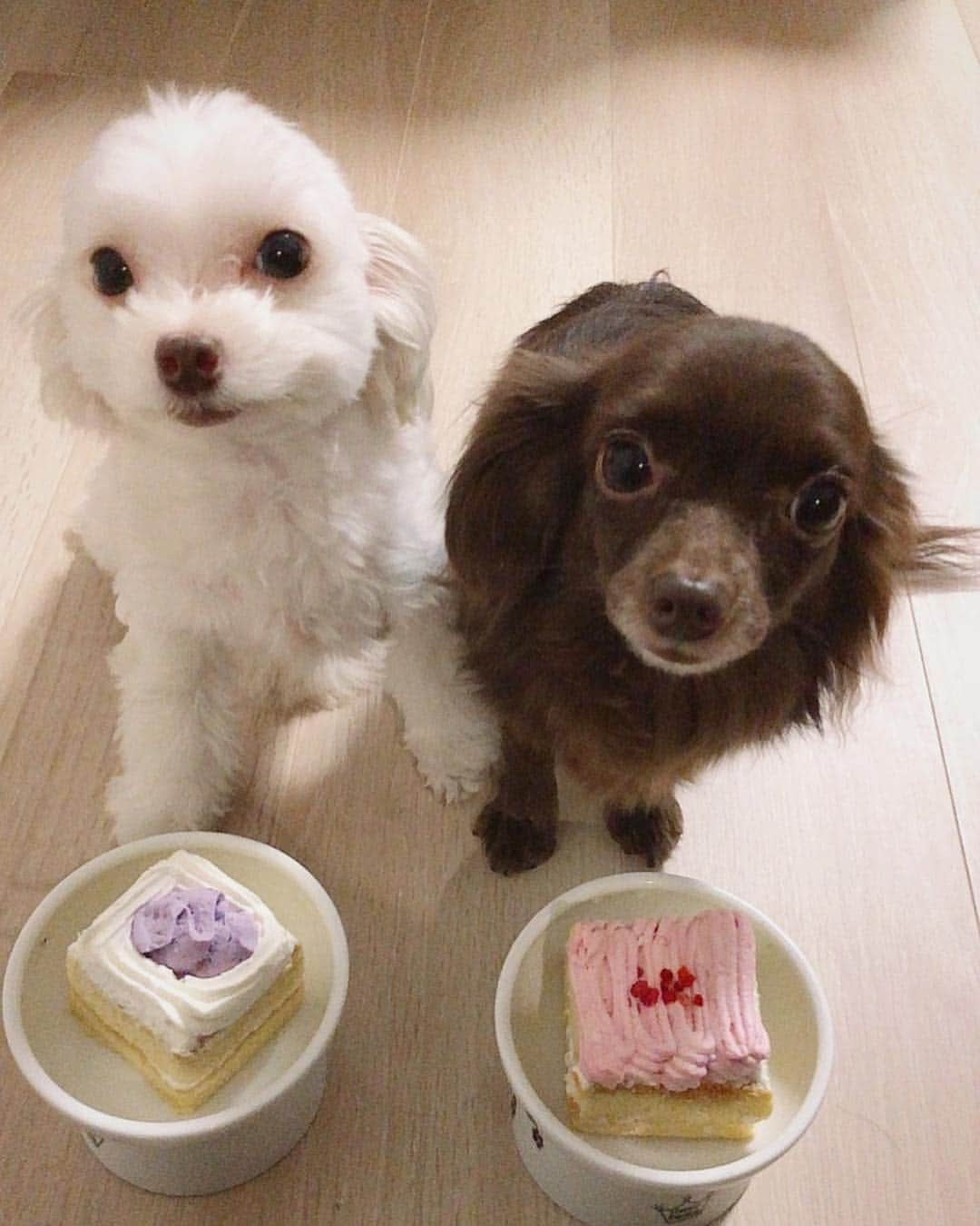 AIKAさんのインスタグラム写真 - (AIKAInstagram)「2019.4.16 2019.4.22 Kai&Nalu  Happy birthday❤🍬🍰 3歳になりました🐶 みなさんそろそろ覚えてください。 彼女たち、メスです。  ps.3枚目のやつは寄ってくるなるちゃんを かいちゃんが腕で押して避けてる図wwwwww」4月29日 22時07分 - aika_honmono