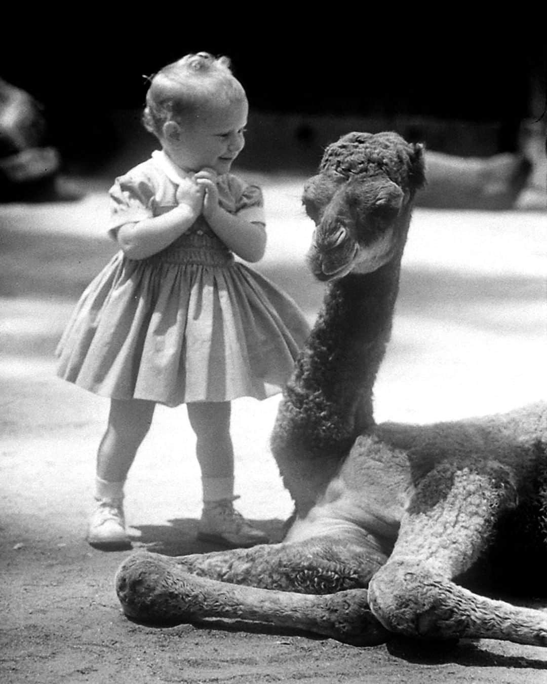 lifeさんのインスタグラム写真 - (lifeInstagram)「60 years ago this week from the May 4, 1959 ANIMALS feature: "A CHILD-SIZED ZOO—San Diego Lets Kids Join The Animals." This image was featured in the story with the following caption: "Delighted girl meets her first camel, 2 month-old Barney. Born in the zoo, Barney was deserted by his mother and put in the children's section. Now he is so accustomed to youngsters, he gets lonely if they are not around." (Allan Grant—The LIFE Picture Collection/Getty Images) #thisweekinLIFE #SanDiego #Camels」4月29日 22時17分 - life