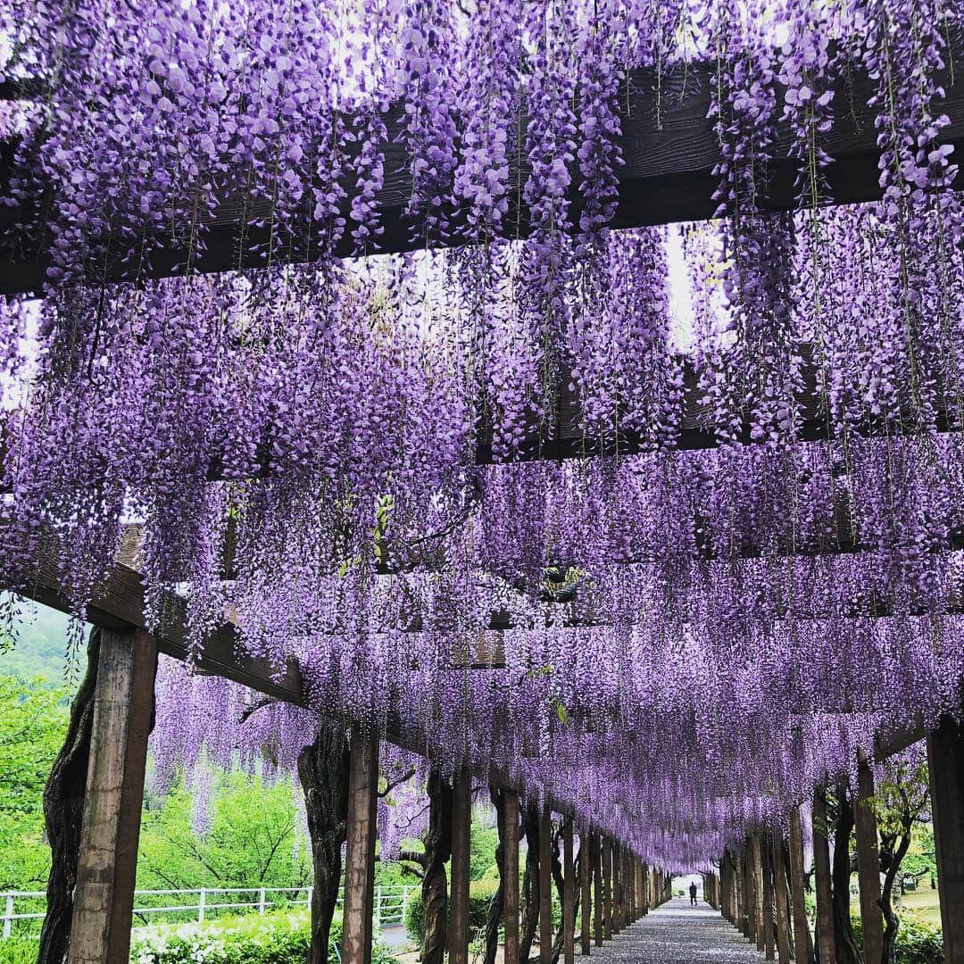 美甘子さんのインスタグラム写真 - (美甘子Instagram)「大三島 藤公園の藤棚 昨日雨が降ったけど、まだ綺麗に残っていました。 平成最後の日になりましたね。 #平成最後の日 #大三島 #藤公園」4月30日 9時05分 - rekish_mikako