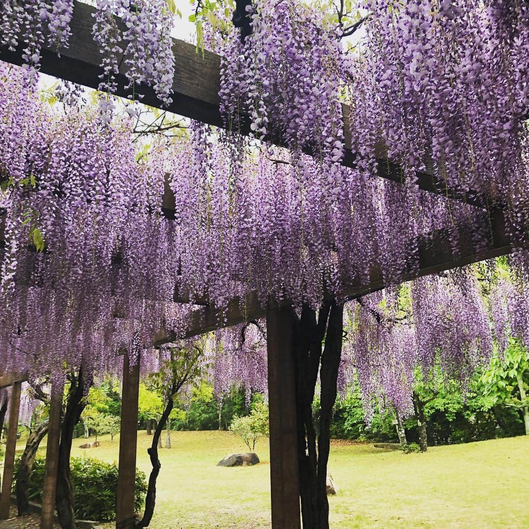 美甘子さんのインスタグラム写真 - (美甘子Instagram)「大三島 藤公園の藤棚 昨日雨が降ったけど、まだ綺麗に残っていました。 平成最後の日になりましたね。 #平成最後の日 #大三島 #藤公園」4月30日 9時05分 - rekish_mikako
