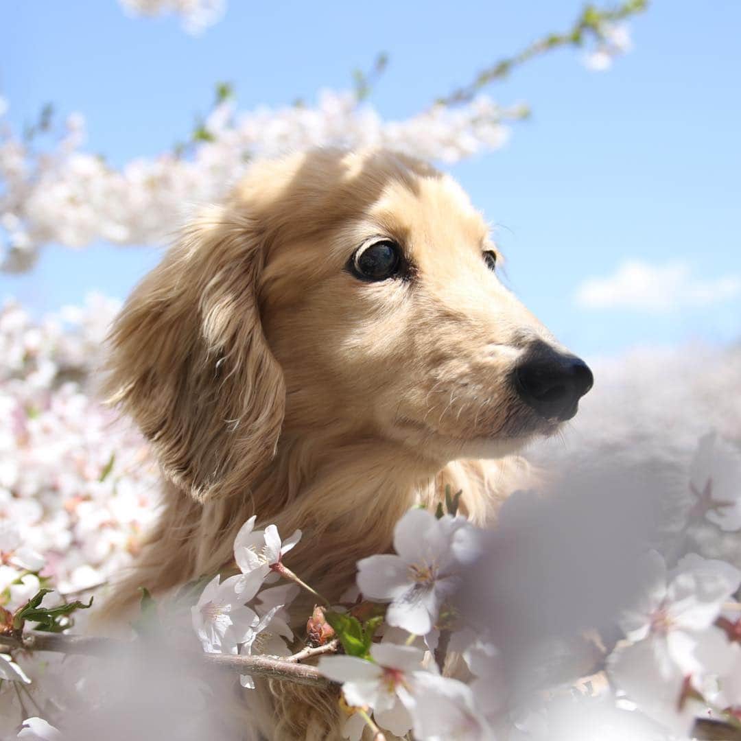 のインスタグラム：「🌸🐶🌸 #桜ワンコ  #カメラ嫌い同好会 #pecoいぬ部 #犬の生活が第一 #癒しわんこ #dachshund #犬バカ部 #短足部 #ふわもこ部 #tokyocameraclub #東京カメラ部」