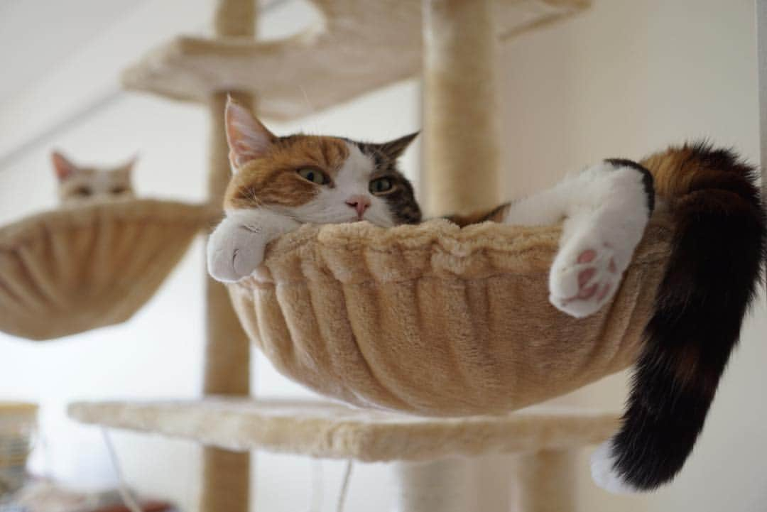 みかんさんのインスタグラム写真 - (みかんInstagram)「. Good morning〜☔️ It feels good to take a nap on a hammock💤 . 平成最後の日、何をしようかにゃ？ やっぱりお昼寝だよね💤 . #しっぽ祭 . .  #足長マンチカン #munchkin #柑橘姉弟 #ネコ #catstagram #cats_of_instagram #ig_catclub  #whim_fluffy #excellent_cats #cat_of_instagram #catsloversworld #ニャンコキュートクラブ #nekoclub #にゃび #みんねこ #cat #instacat #bestcataward #eclatcat #にゃんすたぐらむ #ペコねこ部」4月30日 8時01分 - aja.ri