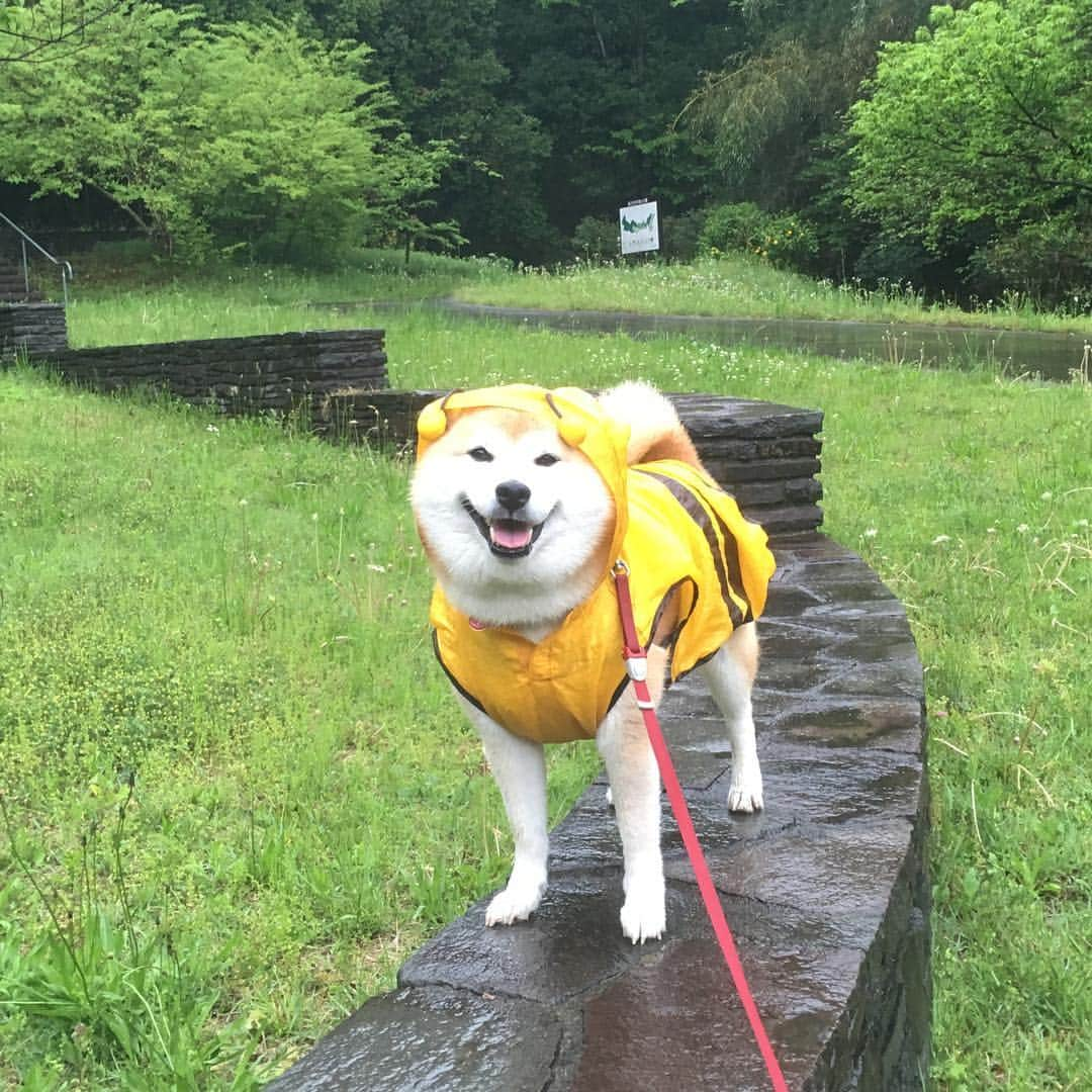 てんパパさんのインスタグラム写真 - (てんパパInstagram)「平成最後の朝んぽは雨。 ニコニコてんちゃん&ストーリーズ短くまとめ。 * 日本国限定のローカルイベントではありますが、30年というけっこうなボリュームがあり、30代以上の者は丸々その時代を生きたわけで、しかも自粛ムードも必要なく、私もそうですが、なんとなくザワザワ沸き立ちます。 * #平成最後の朝んぽ #令和も歩くよ #ブンブン部 #honeybeeraincoat」4月30日 8時19分 - tenchan.shiba