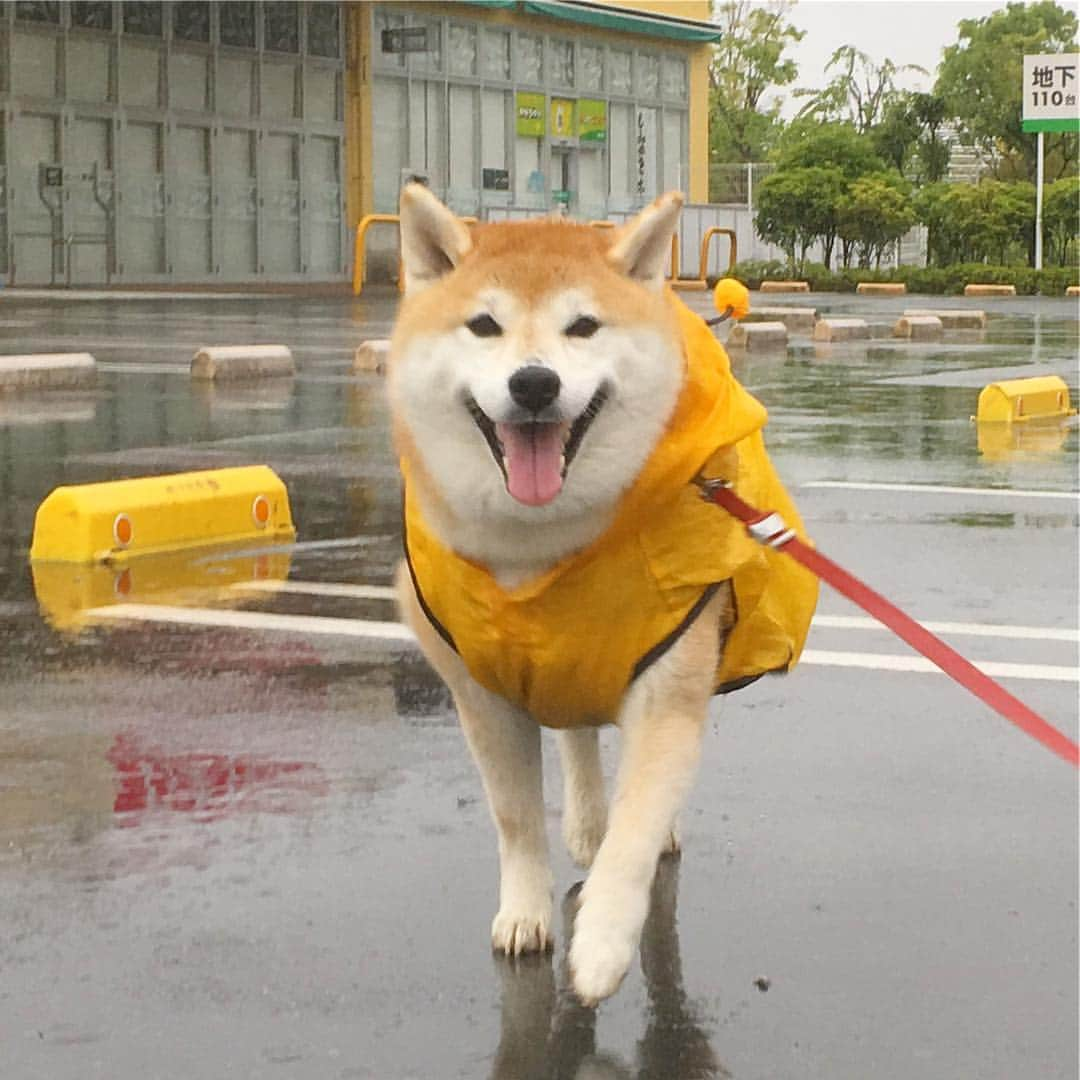 てんパパさんのインスタグラム写真 - (てんパパInstagram)「平成最後の朝んぽは雨。 ニコニコてんちゃん&ストーリーズ短くまとめ。 * 日本国限定のローカルイベントではありますが、30年というけっこうなボリュームがあり、30代以上の者は丸々その時代を生きたわけで、しかも自粛ムードも必要なく、私もそうですが、なんとなくザワザワ沸き立ちます。 * #平成最後の朝んぽ #令和も歩くよ #ブンブン部 #honeybeeraincoat」4月30日 8時19分 - tenchan.shiba