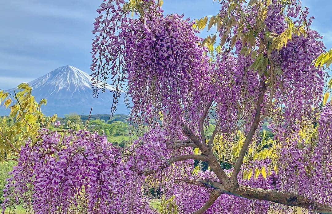 phantastic420のインスタグラム：「. 🤩🤩“Shizuoka” prefecture in Japan is a place where you can see the most “phantastic” Mt. Fuji🗻 in the world.🤩 #富士山 #mtfuji #phantastic420photography 😇😇😇😇😇😇😇🗻😇😇 @jalan_net #jalan_murasaki  @next_fuji #nextfuji  雨ですねぇ〜やっとちゃんと休みになったのに🤣 @visit.tokai @shizuoka_kankou #静岡dc #富士宮市 #photois #50000人の写真展 #日本の風景 #東京 @fujifilm_photois #nationalparksjp2019contest」