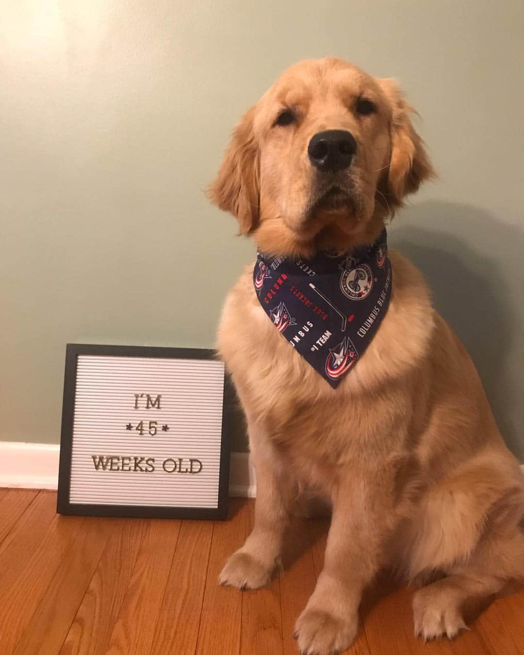 モヒートさんのインスタグラム写真 - (モヒートInstagram)「45 weeks old and showing my @bluejacketsnhl support 🏒❤️💙 ------------------------------- #goldensofig #goldenretriever  #goldenretrieversofinstagram #betterwithpets #dogsofig  #dogsofinstagram #fluffypack #gloriousgoldens #welovegoldens #ilovemydog #goldenlife #bestwoof #ProPlanDog #ilovegolden_retrievers #mydogiscutest #retrieversgram #dogsofcle #columbusbluejackets」4月30日 8時23分 - mojito_rose_family