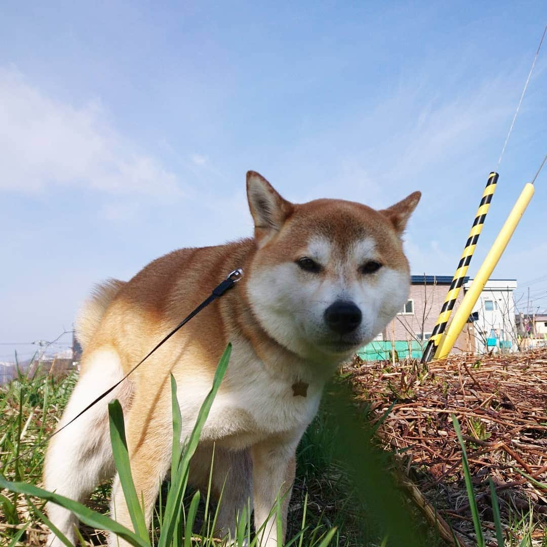 柴犬⭐️サスケのインスタグラム