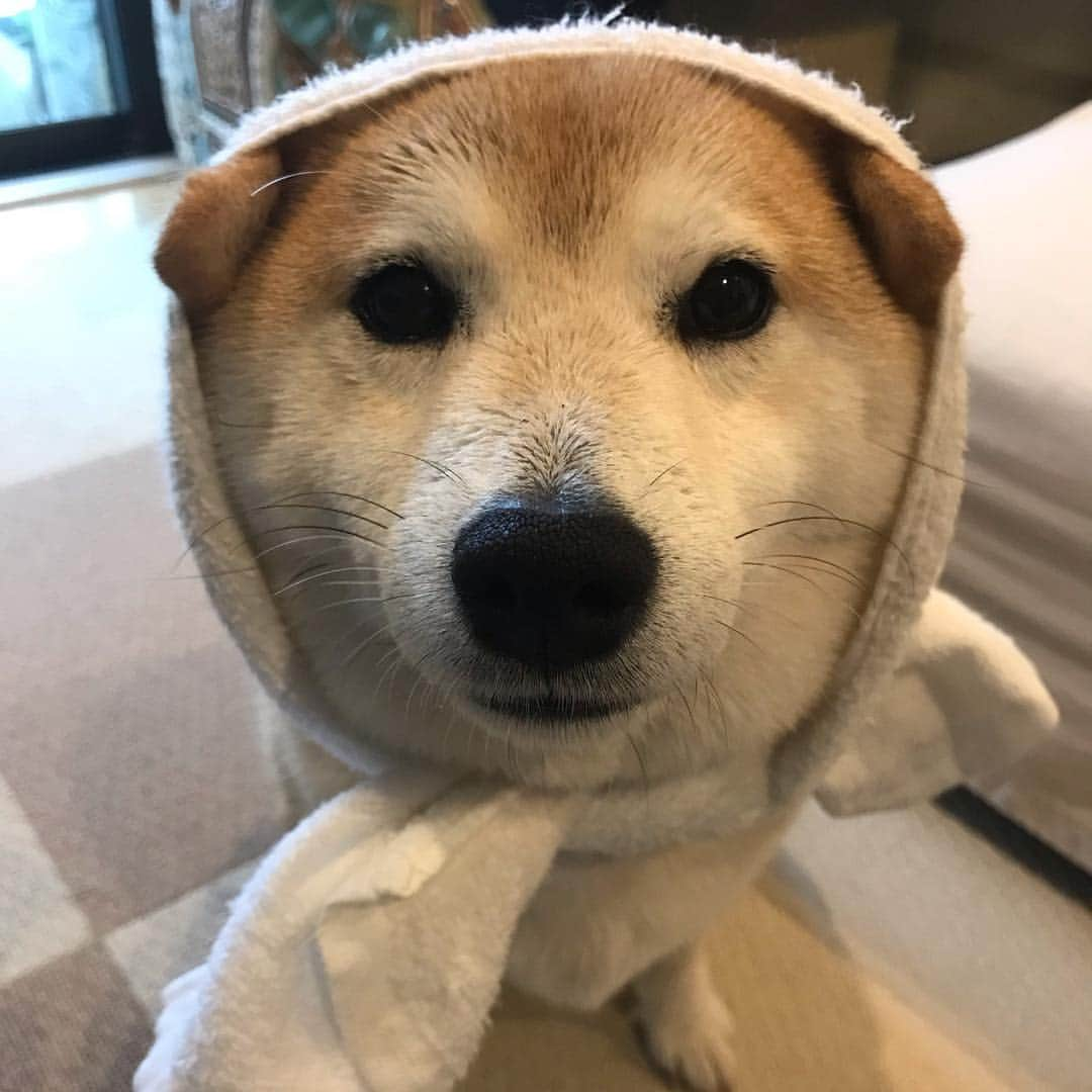 柴犬のモモさんのインスタグラム写真 - (柴犬のモモInstagram)「おはようございます。雨んぽアンニュイモモさん。お仕事はきっちりこなしたので偉い偉いです #いぬ #イヌ #犬 #柴犬 #赤柴 #日本犬 #犬バカ部 #ふわもこ部 #いぬら部 #癒しわんこ #柴犬マニア #犬のいる暮らし #口角キュキュッと部 #shiba #shibainu #shibadog #dogstagram #dogsofinstagram #shibastagram #shibasofinstagram #shibamania #inu #instadog #toyota_dog」4月30日 8時30分 - shi_ba_i_nu_momo