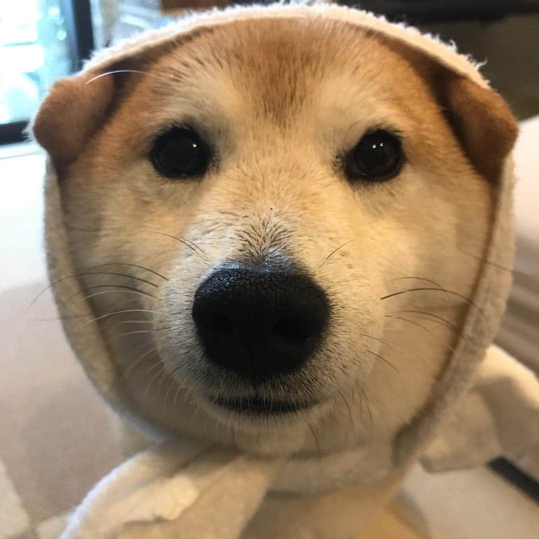 柴犬のモモさんのインスタグラム写真 - (柴犬のモモInstagram)「おはようございます。雨んぽアンニュイモモさん。お仕事はきっちりこなしたので偉い偉いです #いぬ #イヌ #犬 #柴犬 #赤柴 #日本犬 #犬バカ部 #ふわもこ部 #いぬら部 #癒しわんこ #柴犬マニア #犬のいる暮らし #口角キュキュッと部 #shiba #shibainu #shibadog #dogstagram #dogsofinstagram #shibastagram #shibasofinstagram #shibamania #inu #instadog #toyota_dog」4月30日 8時30分 - shi_ba_i_nu_momo