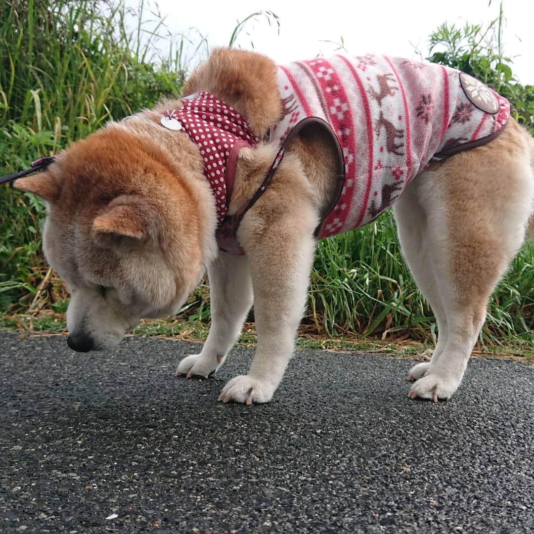柴子さんのインスタグラム写真 - (柴子Instagram)「おはようございます！ 朝散歩は雨も上がって歩きやすかったね。 柴子(仮名)さん、平成最後の朝散歩はしっかりお仕事できました(*^^*) #柴犬　#shibainu #shibastagram」4月30日 8時44分 - senogawadogs