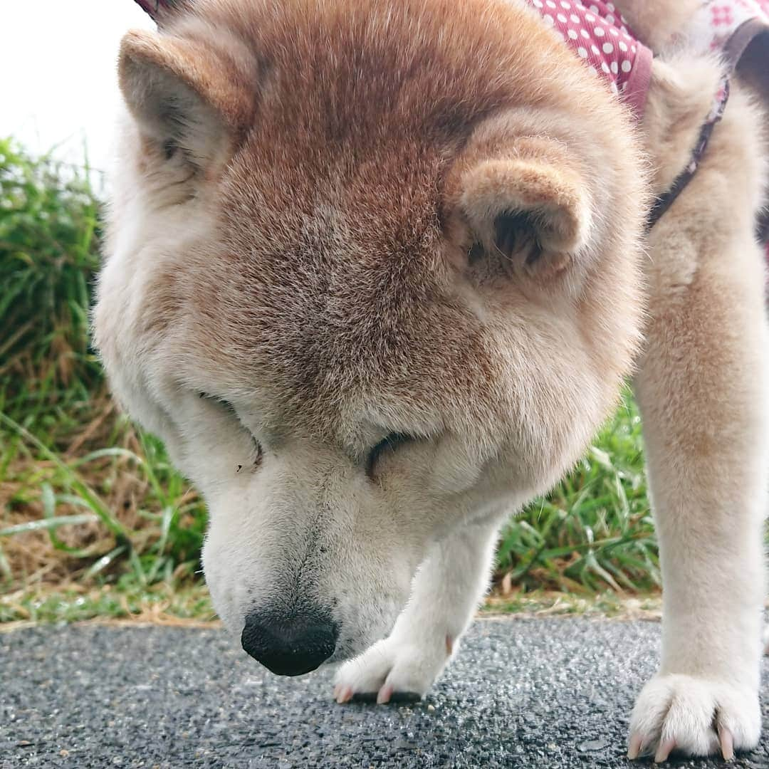 柴子さんのインスタグラム写真 - (柴子Instagram)「おはようございます！ 朝散歩は雨も上がって歩きやすかったね。 柴子(仮名)さん、平成最後の朝散歩はしっかりお仕事できました(*^^*) #柴犬　#shibainu #shibastagram」4月30日 8時44分 - senogawadogs