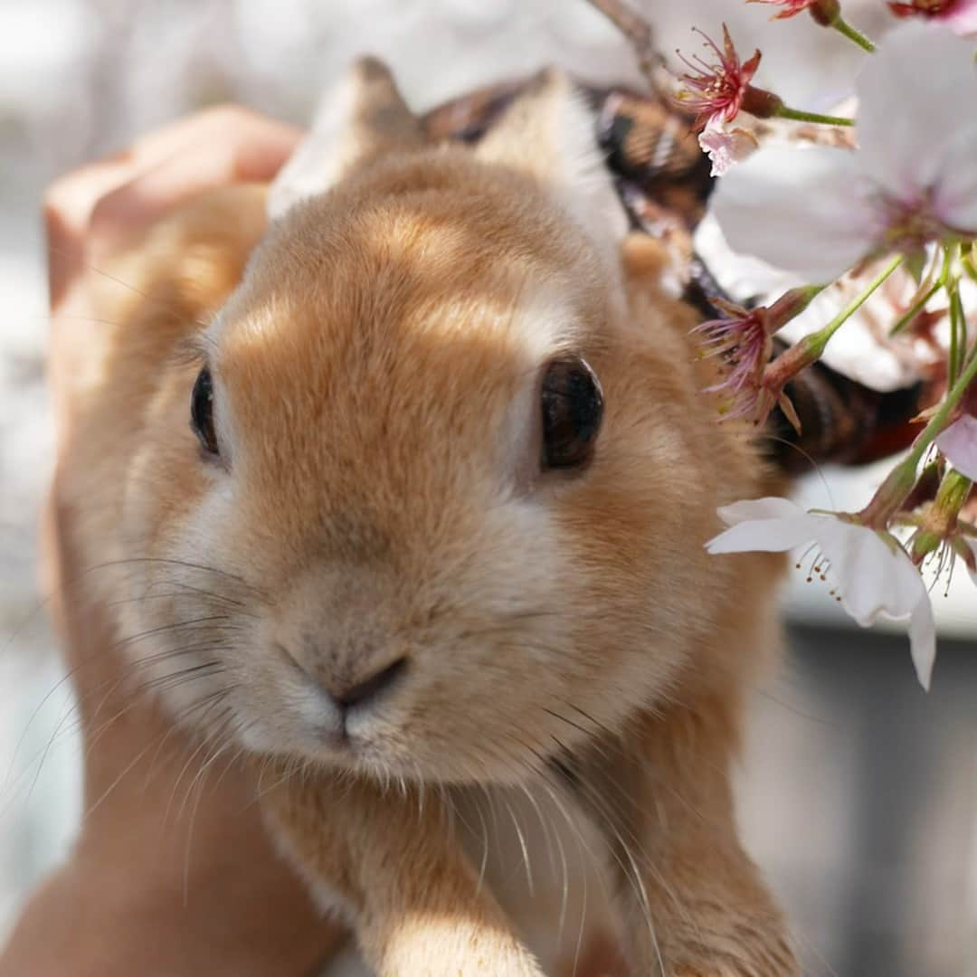 yun.ゆんさんのインスタグラム写真 - (yun.ゆんInstagram)「lemon.🍋 今年の桜。🌸 パート1…レモンと桜。 . . . 平成最後の日ですね。☺️ 平成の写真をたくさんアップしないまま、令和を迎えそうなので、少し連投失礼します。😂🌸 . . ♪ ♪ ♪ #桜 #お花見 #うさぎ#ウサギ#ネザーランドドワーフ#ZIP写真部#レモン#ふわもこ部#マーチ #rabbits#rabbitsofinstagram #rabbitstagram #petstagram #march#instapet#cutepetclub #instarabbit #bunnies #bunnylove #lapin #pecotv #WeeklyFluff #lemon #netherlanddwarf #dailyflufffeature#animalland」4月30日 8時39分 - march.lemon