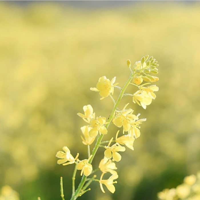 柴垣映里奈のインスタグラム：「アーカイブ 菜の花畑♪  #春♪♪」