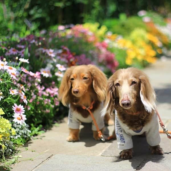 くるみんのインスタグラム：「* 港の見える丘公園の薔薇は、来週くらいには咲きそうな蕾があったよ  #ミニチュアダックス #ミニチュアダックスフント #ミニチュアダックスフンド #イザベラ #イザベラタン #カニンヘンダックスフント #カニンヘンダックスフンド #カニンヘンダックス #カニンヘン #チョコタンダックス #チョコタン #ダックスフンド #ダックス多頭飼い #ダックス #ダックスフント #港の見える丘公園 #わんこなしでは生きていけません会 #ワンコなしでは生きて行けません会 #いぬすたぐらむ #いぬばか部 #短足部 #dachshund #dogstagram #east_dog_japan #instagramdogs #kyounodachs #todayswanko #7pets_1day #横浜 #横浜中華街」