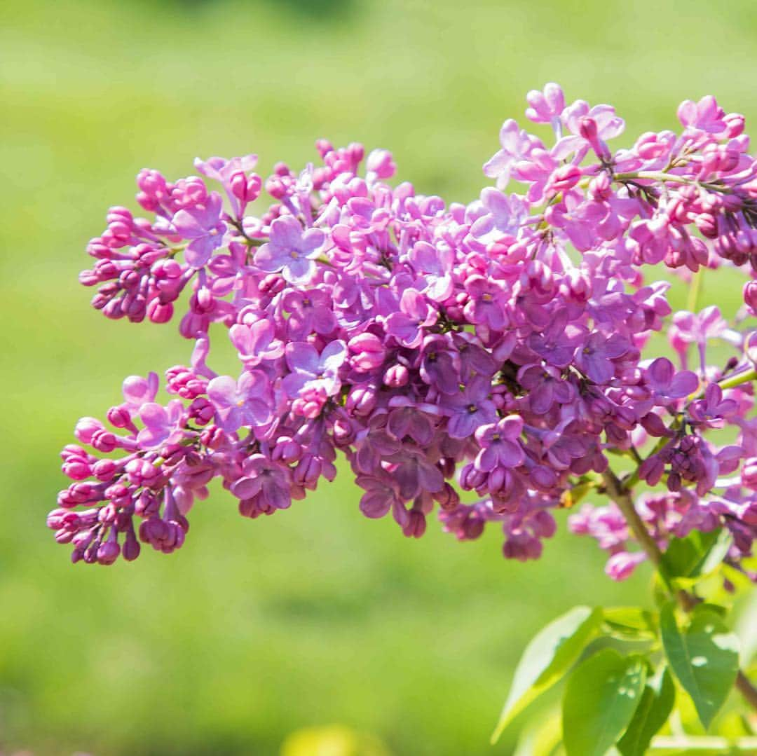 ニューヨーク植物園さんのインスタグラム写真 - (ニューヨーク植物園Instagram)「The lilacs are really living it this week as we near Lilac Weekend, kicking off this Saturday, May 4! Get a peek at these fragrant lookers ahead of two days of spring beauty, live music, and our fourth-annual Plein-Air Invitational.」4月30日 0時19分 - nybg