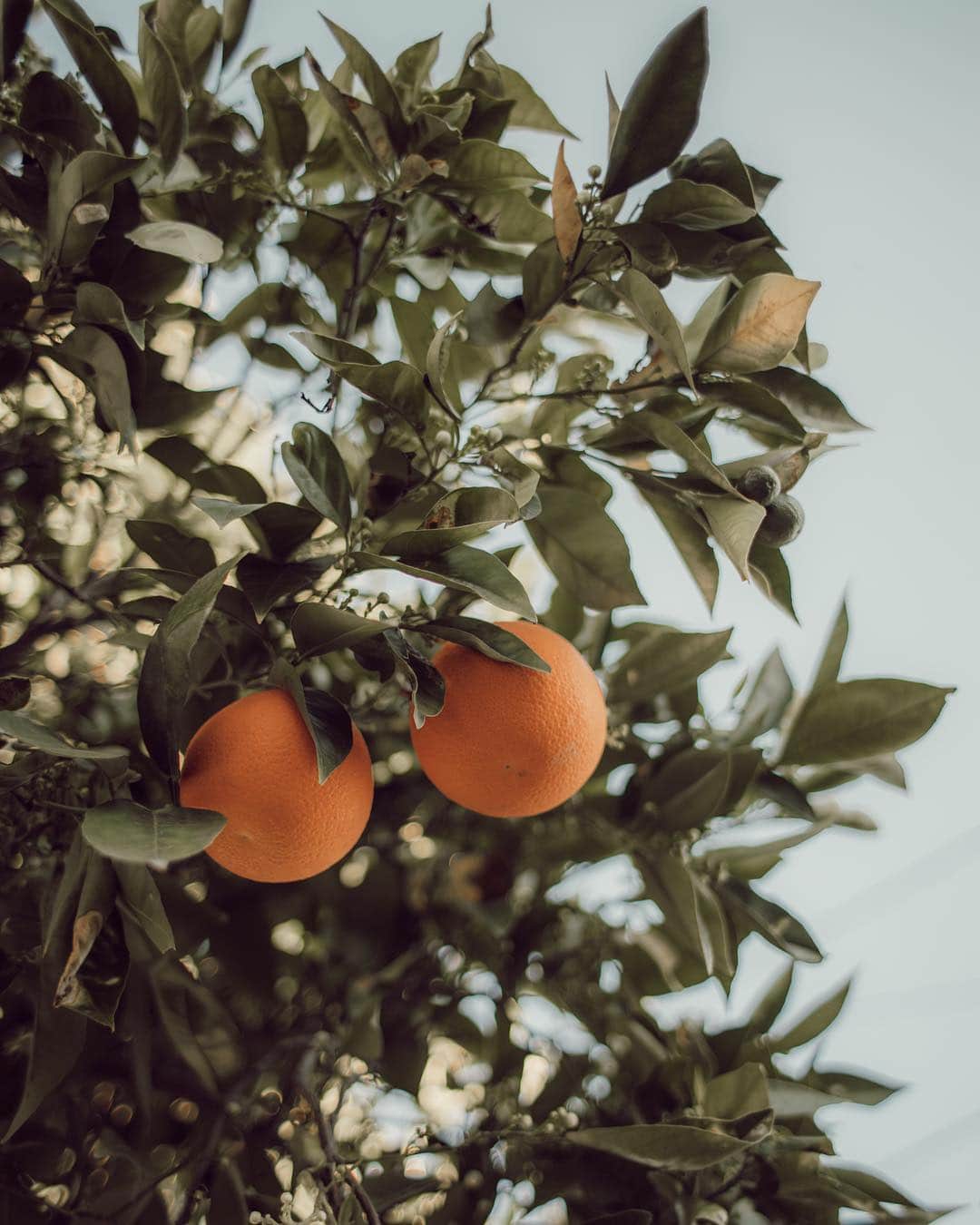 W E Y L I Eのインスタグラム：「🍊🍊 from my tree! ...if you have a dirty mind you already know what I saw instead 😏 On another note- I’m so happy about my garden!!! Things are finally growin! My guava tree is thriving as well 👌🏽 Can we also talk about the quality of this photo? I’ve been shooting with Canon’s EOS RP with the 35mm lens and I’m in love! Getting even sharper shots than my 5D Mark III. Much cheaper camera too!」