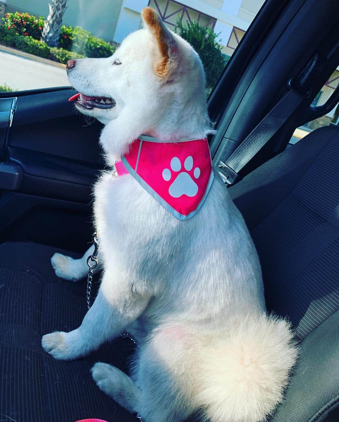 Riff Raffさんのインスタグラム写真 - (Riff RaffInstagram)「FROSTY GOT A HAiR CUT AND NOW SHE DONT KNOW NOBODY ... SHE TOLD ME TO CALL HER “ZELDA” FROM NOW ON 🙄🐾」4月30日 0時26分 - jodyhighroller