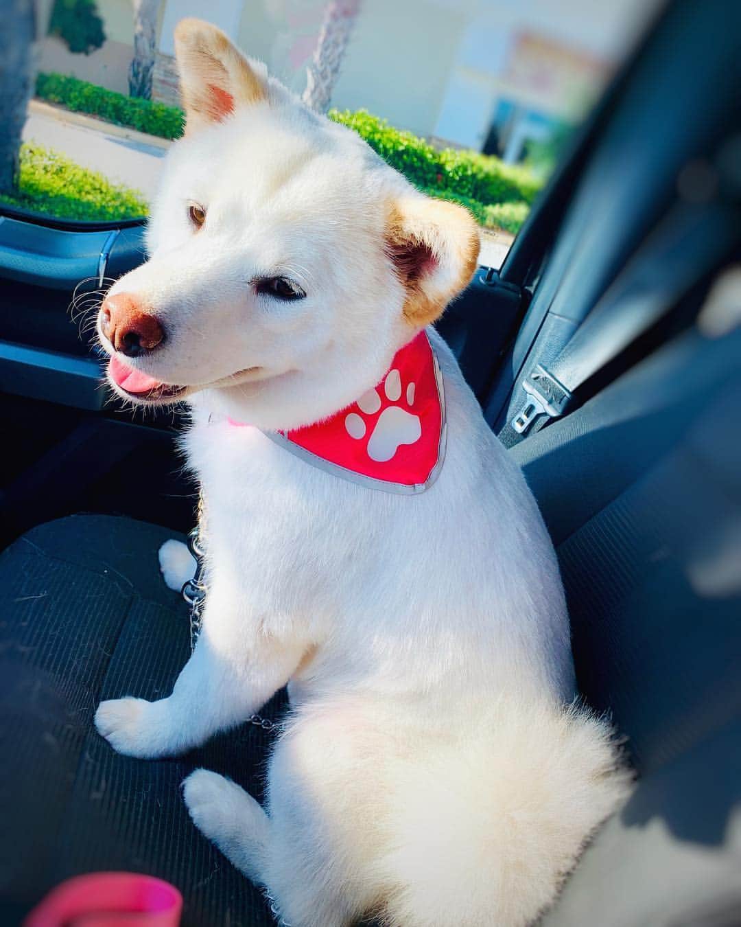 Riff Raffさんのインスタグラム写真 - (Riff RaffInstagram)「FROSTY GOT A HAiR CUT AND NOW SHE DONT KNOW NOBODY ... SHE TOLD ME TO CALL HER “ZELDA” FROM NOW ON 🙄🐾」4月30日 0時26分 - jodyhighroller