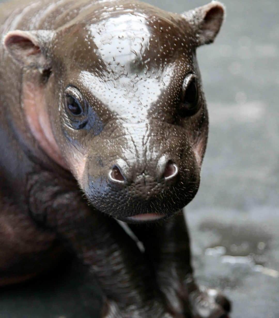 アニマルプラネットさんのインスタグラム写真 - (アニマルプラネットInstagram)「Happy Monday. Here's a baby hippo to help you through the start-of-the-week slump. This is actually the pigmy hippopotamus, the less aquatic cousin to the hippo you know and love. . . . . . #animalsofinstagram #animalplanet #animaloftheday #wild #wildlife #outdoors #animals #wildanimals #conservation #nature #animallovers #instanature #wildgeography #hipppo #babyanimal #baby #cute」4月30日 1時00分 - animalplanet