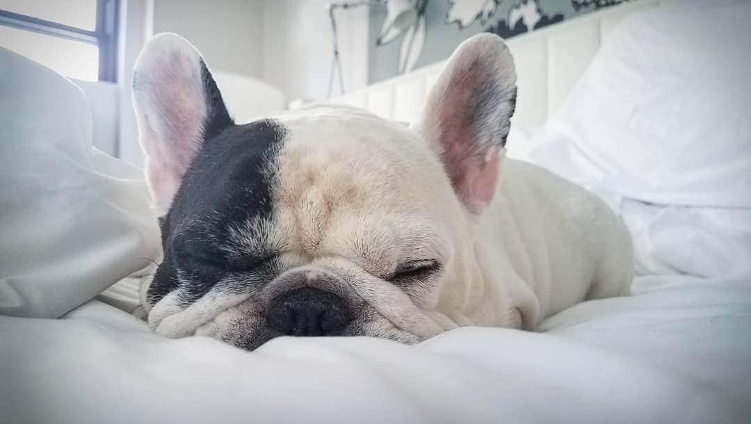 Manny The Frenchieさんのインスタグラム写真 - (Manny The FrenchieInstagram)「I can feel daylight trying to wake me up but it's not gonna happen. 😴💤 #Monday」4月30日 1時14分 - manny_the_frenchie