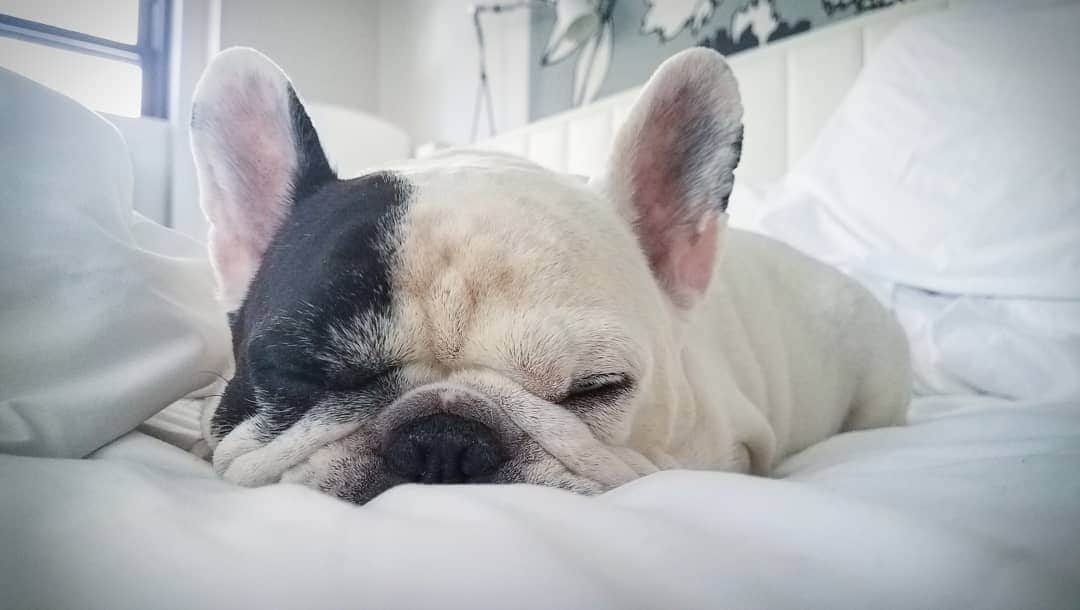 Manny The Frenchieのインスタグラム：「I can feel daylight trying to wake me up but it's not gonna happen. 😴💤 #Monday」