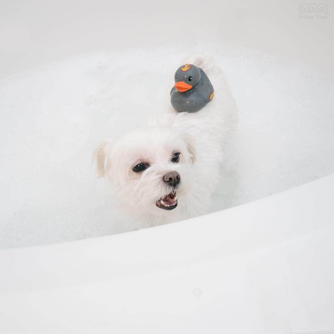 hi.arodさんのインスタグラム写真 - (hi.arodInstagram)「If you can’t avoid it, just try to have fun with it! ☝️😲 ・・・・ #rubberducky #ducky #bathtime  #🦆 #🛁 #quack #quackquack #grooming #groomingday #groomingdog #dogbath #dogbathtime #dogbathing #smellgood #smellgoodfeelgood #sofresh #showertime #doginsta #dogstyler#dogstyle🐶 #dallastx  dallasdogs #texasdog #dogslife#hiarod #arod #maltese」4月30日 1時22分 - hi.arod