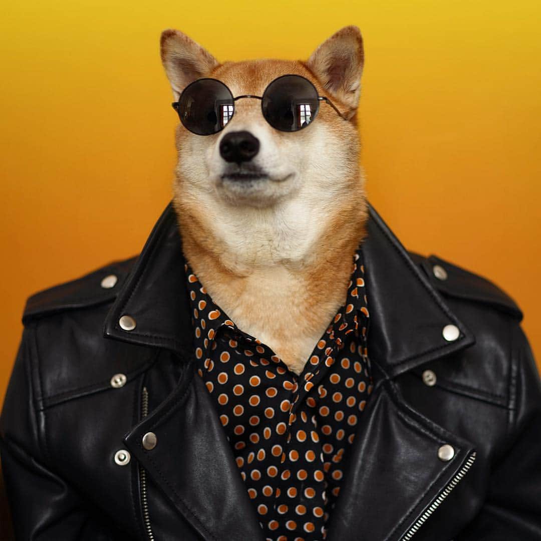 Menswear Dogさんのインスタグラム写真 - (Menswear DogInstagram)「All day, All night 🌕🌗🌘🌑🌒🌓🌕 Sunglasses & Shirt: 70’s vintage Black leather perfecto: @ysl」4月30日 1時36分 - mensweardog