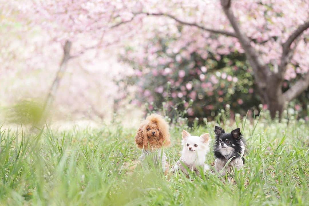 mamiのインスタグラム：「* 明日から、わたしのGWがはじまります♩  picは、今年最初にわくわくした 山茶花と桜のピンクのコラボ。  今年は可愛い景色にいくつも出会えた♡ 連休にもわくわくな景色に出会えたらいいな。 . . #オールドレンズ  #オールドレンズに恋をした #オールドレンズで繋がりたい #私が紡ぐ物語 #chihuahua #チワワ#poodle #toypoodle #プードル #トイプードル  #petstagram #dogsofinstagram #dogoftheday #fluffypack #dailypetstars #igersjp #_lovely_weekend #Airy_pics #whim_fluffy #tokyocameraclub #ファインダー越しのわたしの世界 #写真好きな人と繋がりたい」