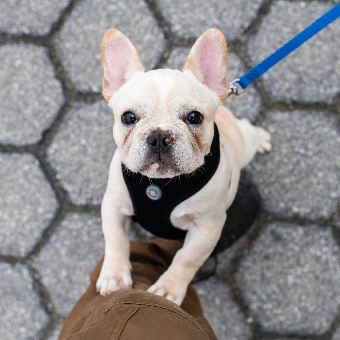 The Dogistさんのインスタグラム写真 - (The DogistInstagram)「Marty, French Bulldog (3 m/o), Carl Schurz Park, New York, NY • “We call him ‘El Diablo’. He bites everything and poops everywhere.”」4月30日 2時41分 - thedogist