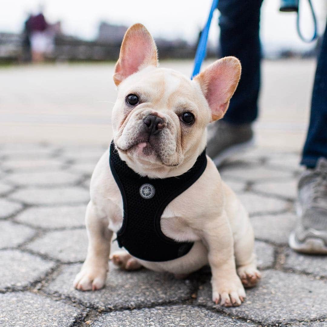 The Dogistさんのインスタグラム写真 - (The DogistInstagram)「Marty, French Bulldog (3 m/o), Carl Schurz Park, New York, NY • “We call him ‘El Diablo’. He bites everything and poops everywhere.”」4月30日 2時41分 - thedogist