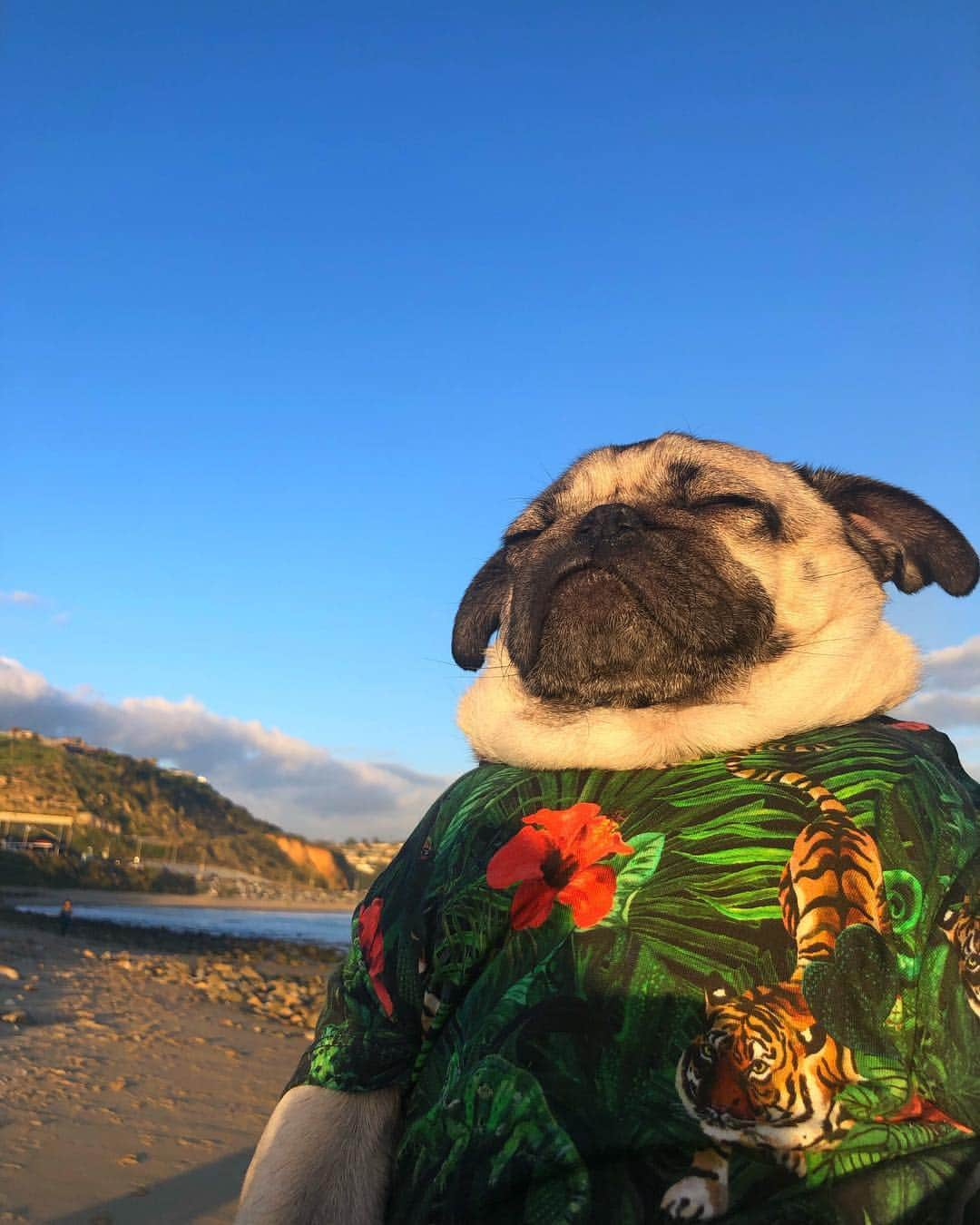 itsdougthepugさんのインスタグラム写真 - (itsdougthepugInstagram)「“Easy, breezy, beautiful” -Doug」4月30日 2時43分 - itsdougthepug