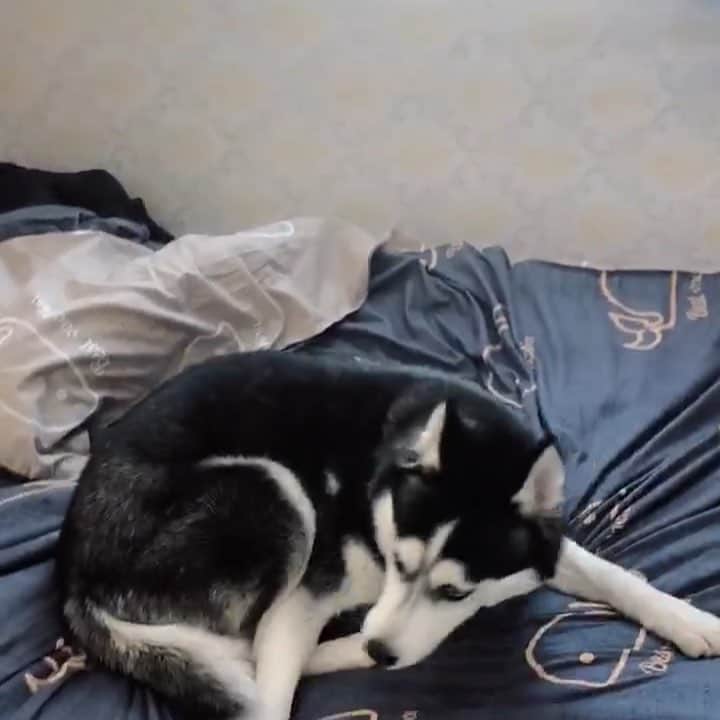 husky and malamuteのインスタグラム：「The dream is to be a dancer.🥰😂😂 follow @alaskandaily （Twitter：alaskandaily）for more cute pic and video.😜 ……………………………………………………………… Each video was approved by the original author. But  don't have a Instagram account. We are first one post those video. So watermark credit @alaskandaily ……………………………………………………………… #alaskan#malamute#alaskanmalamute#alaskanhusky#malamutesofinstagram#puppylife#puppylove#puppydog#puppylover#dogdays#malamutepuppy#huskies#huskeypuppy#huskeiesreq#siberian#huskeiesofig#dogslife#dogsofnyc#cutedog#cutedogs#huskeypics#huskeylovers#huskygram#huskeylove#huskiesofinstagram#dogsofnyc#husky#狗」