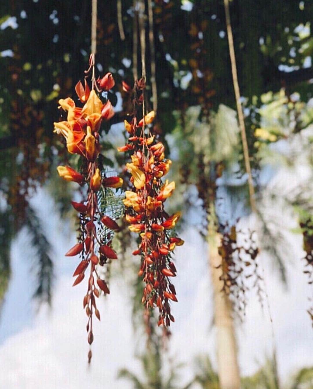 Aylen Aのインスタグラム：「🌴」