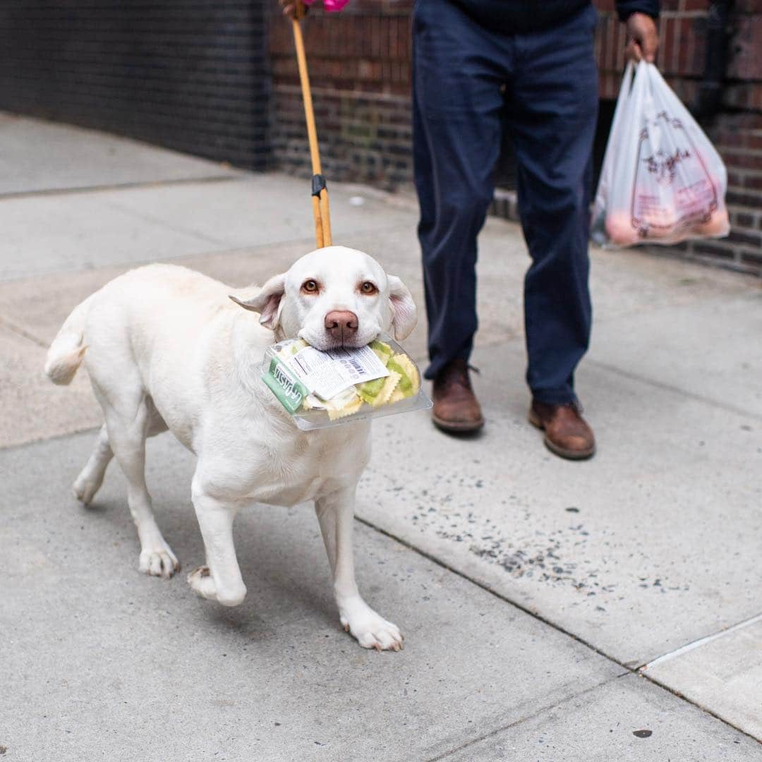 The Dogistさんのインスタグラム写真 - (The DogistInstagram)「Bolota, Labrador Retriever, 85th & York Ave., New York, NY • “Her name means acorn in Portuguese. She always carries groceries. She needs to work.”」4月30日 9時16分 - thedogist