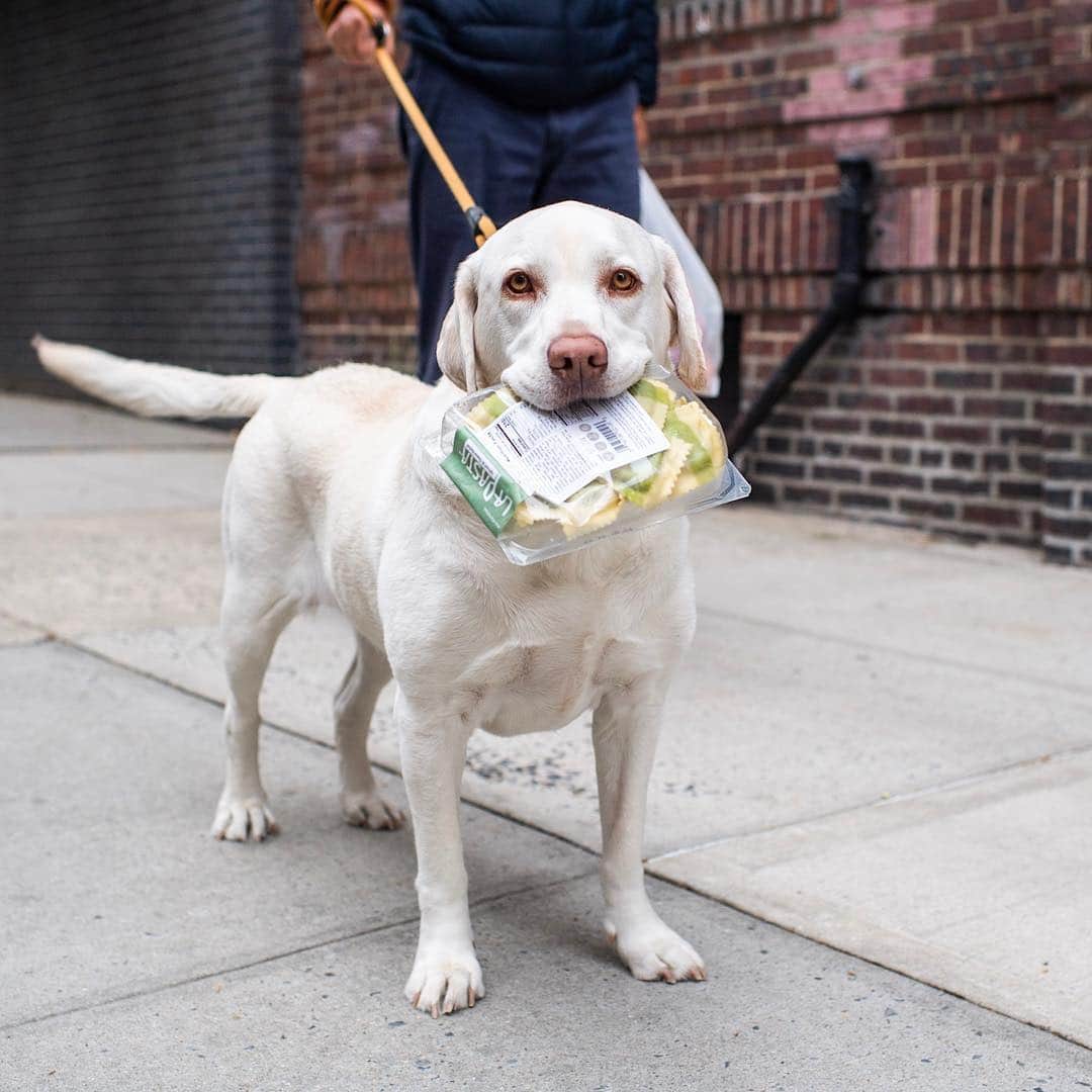The Dogistさんのインスタグラム写真 - (The DogistInstagram)「Bolota, Labrador Retriever, 85th & York Ave., New York, NY • “Her name means acorn in Portuguese. She always carries groceries. She needs to work.”」4月30日 9時16分 - thedogist