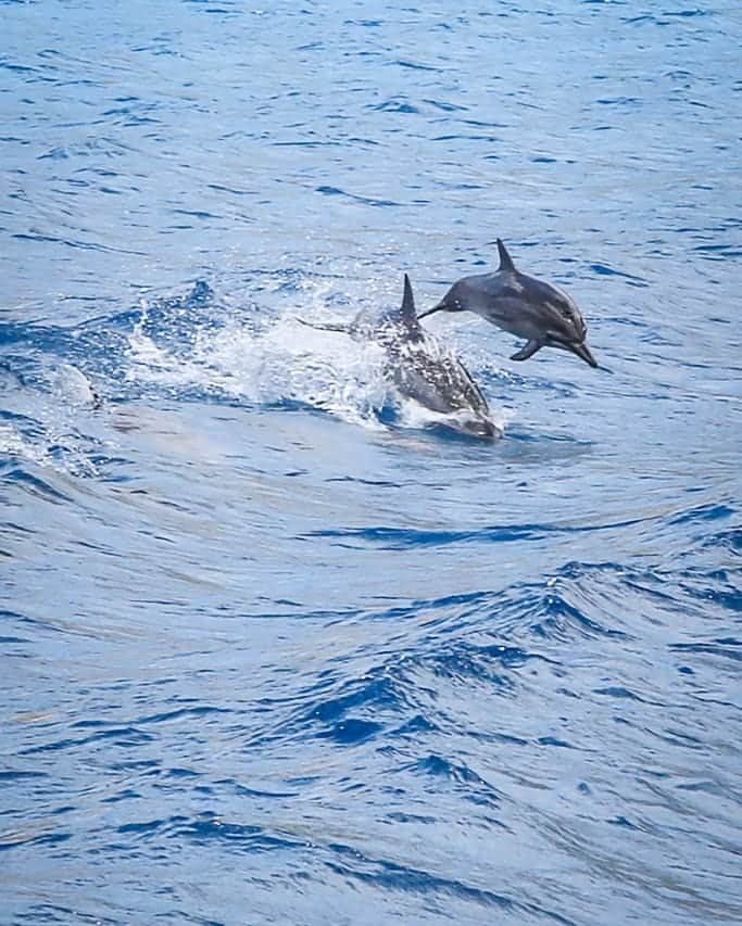 And Youさんのインスタグラム写真 - (And YouInstagram)「Feelings are like waves. You can't stop them from coming, but you can choose which ones to surf 🌊. . . . #travelstoke #dolphins #unrealhawaii #surf #dolphinlover」4月30日 4時29分 - dolphinsandyou