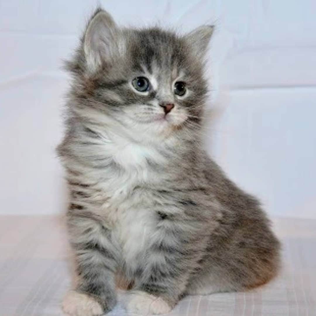 Nila & Miloさんのインスタグラム写真 - (Nila & MiloInstagram)「Who do you think was the cutest kitten? No. 1: Nila, no. 2: Milo or no. 3: Nemi? ❤️😻 #kittensofinstagram #kittens_of_instagram #catbabies」4月30日 4時35分 - nilamilo
