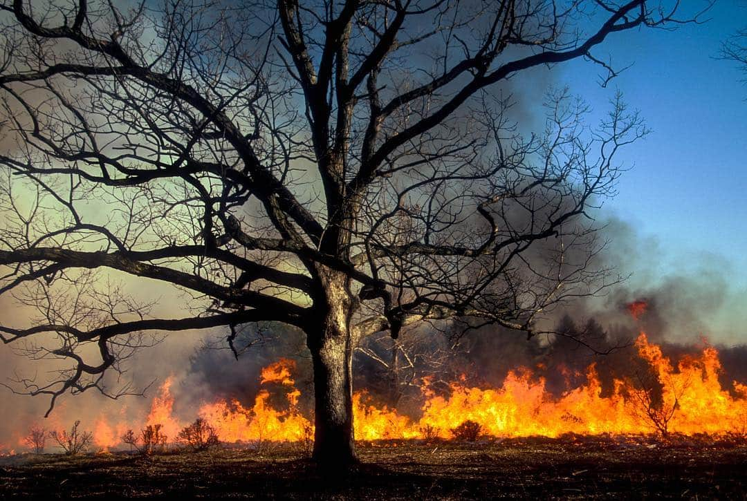 Michael Yamashitaさんのインスタグラム写真 - (Michael YamashitaInstagram)「Prescribed burn in Mendham, New Jersey: As a volunteer fireman, we often set fires to prevent the buildup of combustible material when weather conditions are right.  #prescribedburn #controlledburn #fireprevention」4月30日 4時49分 - yamashitaphoto