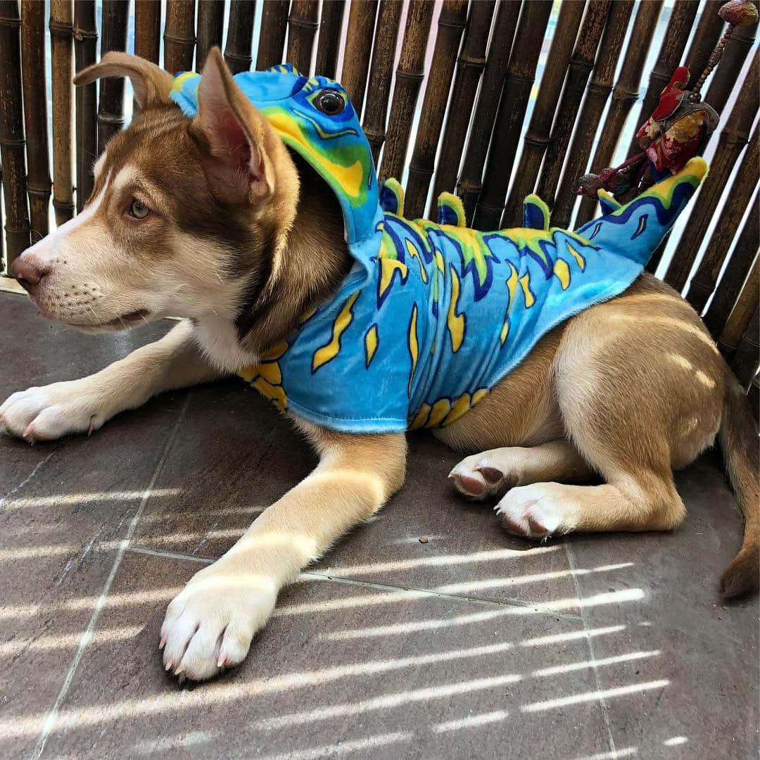 Lexi Bolingのインスタグラム：「My goddaughter baby Dinosaur Wednesday 💚💙」
