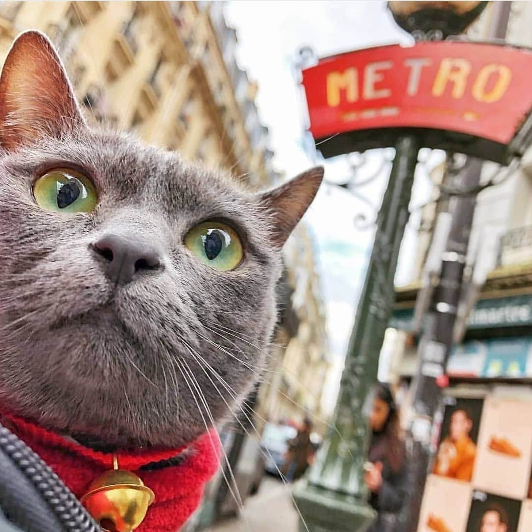 Instagramersさんのインスタグラム写真 - (InstagramersInstagram)「Funny cat image in the streets of Paris by @maomay__ at @igersparis 🐱 #igersParis #igers」4月30日 5時25分 - igers